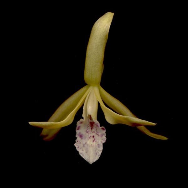 Sobralia quinata